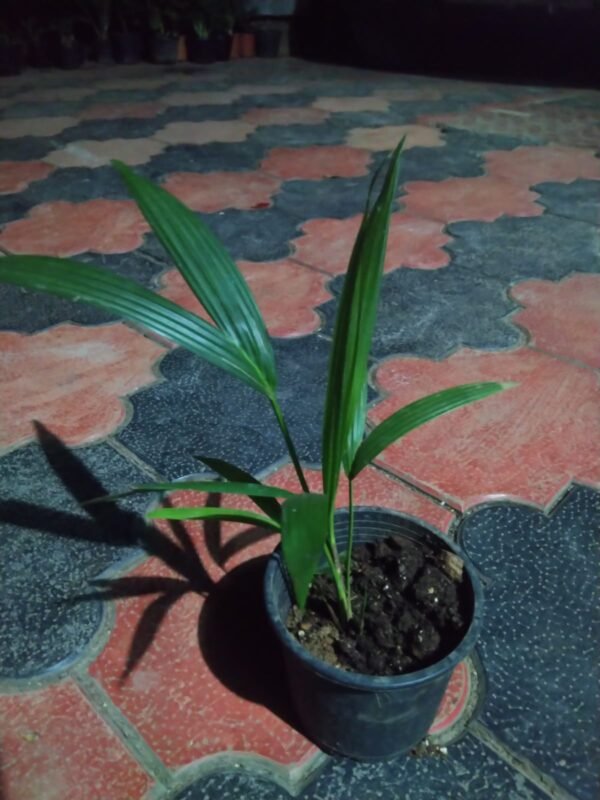 Red palm medium size - Image 2