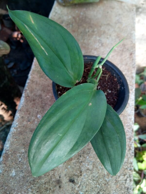 Scindapsus Hederaceus - Image 3