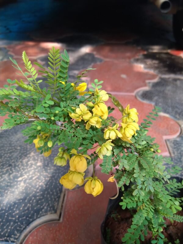 Senna Polyphylla - Image 2