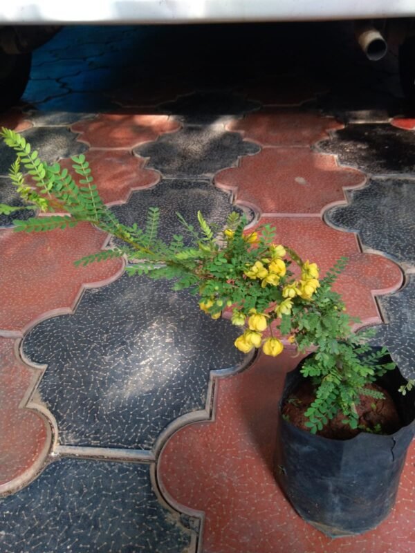 Senna Polyphylla - Image 3
