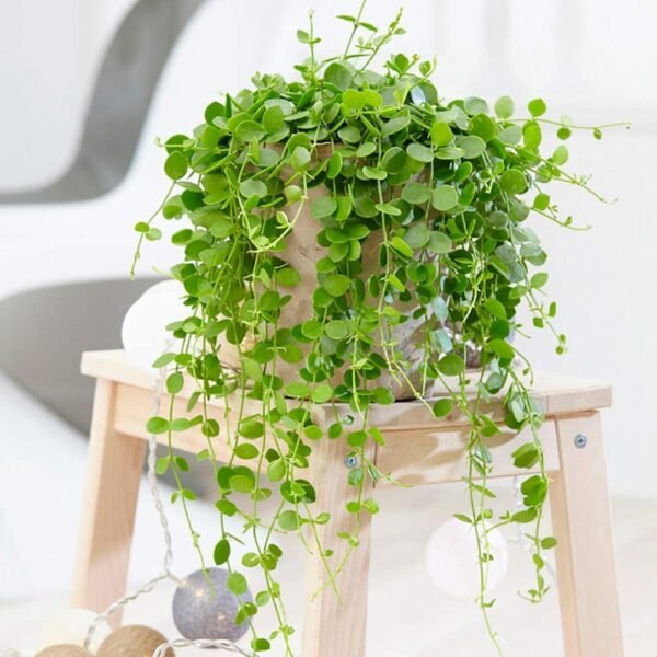 String of Button