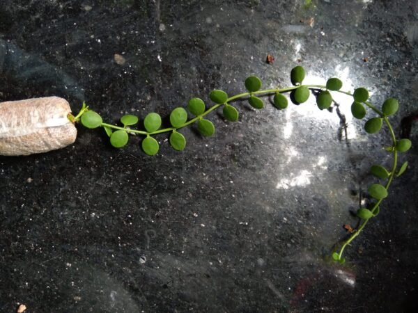 String of Button - Image 2