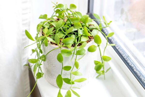 String of Nicklas