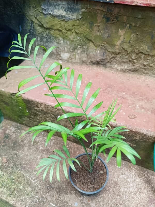 TABLE TOP PALM - Image 2