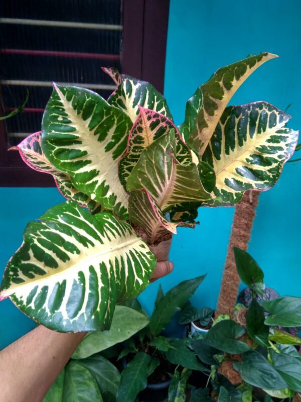 Tiger Croton