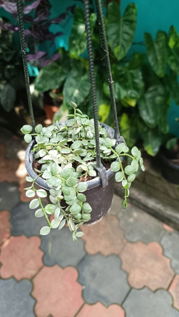 VARIEGATED STRING OF BUTTON  ( FULL POT) - Image 2