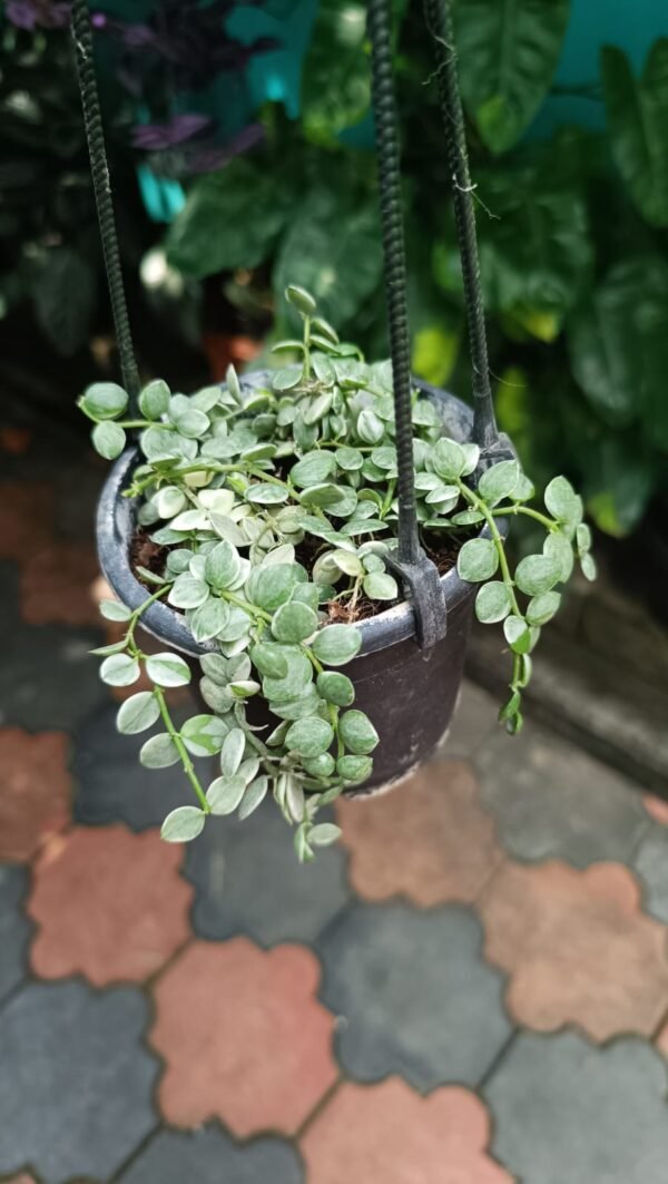 VARIEGATED STRING OF BUTTON  ( FULL POT) - Image 3