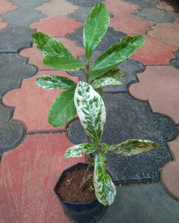 Variegated Ixora ( White Flower) - Image 2