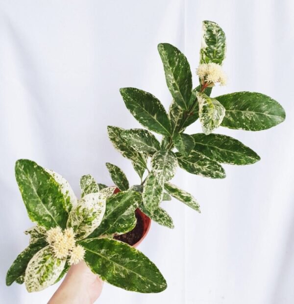 Variegated Ixora ( White Flower)