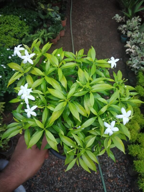 YELLOW CRAPE JASMIN - Image 3