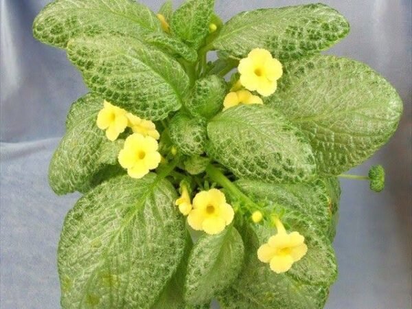 Yellow Episcia.