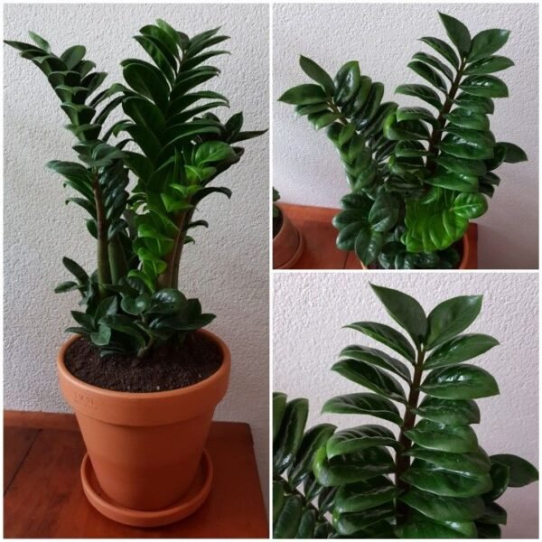 Zenzi ( dwarf zz).