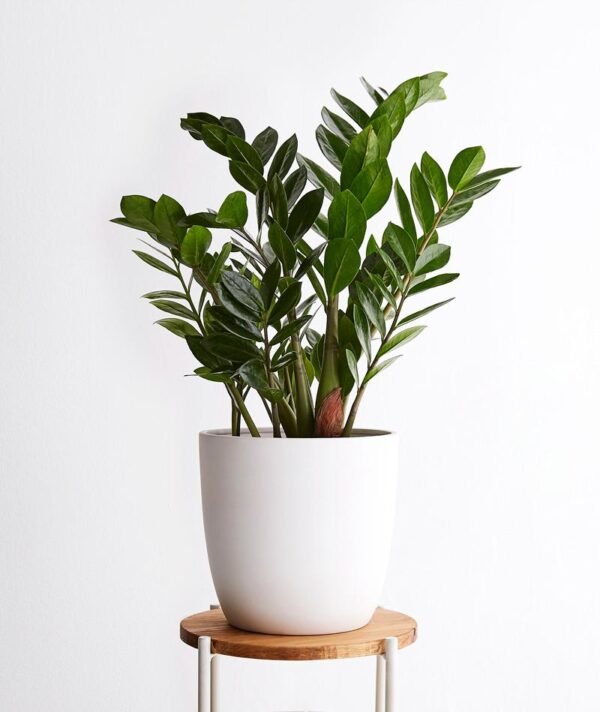 Zz plant