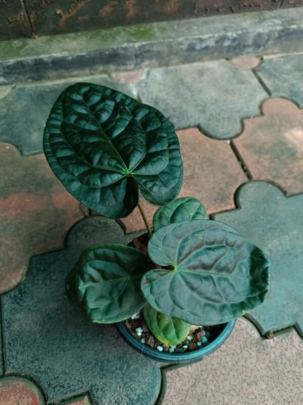 Anthurium Raven Soul - Image 2