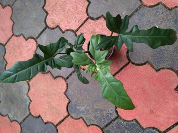Philodendron Golden Dragon. - Image 2