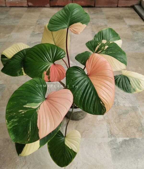 Homalomena Pink Tricolor Big