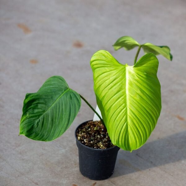 Philodendron Asperatum CF