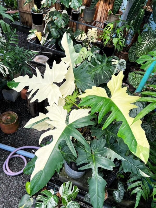 PHILODENDRON GOLDEN DRAGON