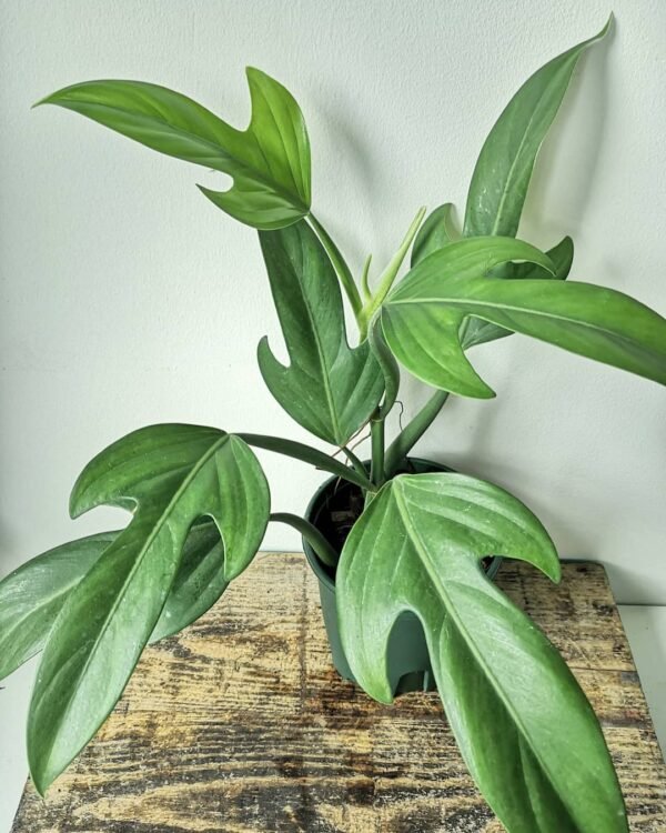 Philodendron  Panduriforme