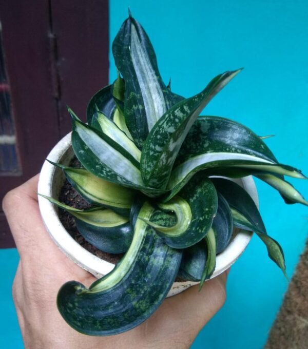 SANSEVIERIA SILVER STREAK