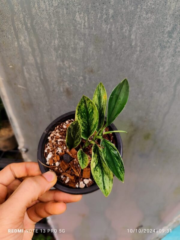 Scindapsus Treubii Dark Form Variegated