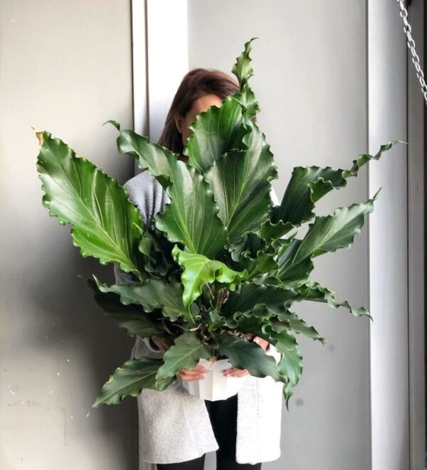 Anthurium Plowmani