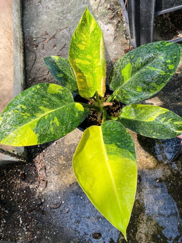 PHILODENDRON GREEN CONGO VARIGATED