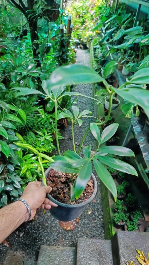 PHILODENDRON GOLDIE - Image 2