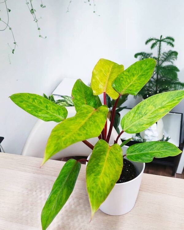 Philadendron Painted Lady