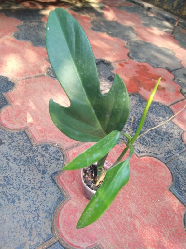 Philodendron  Panduriforme - Image 2