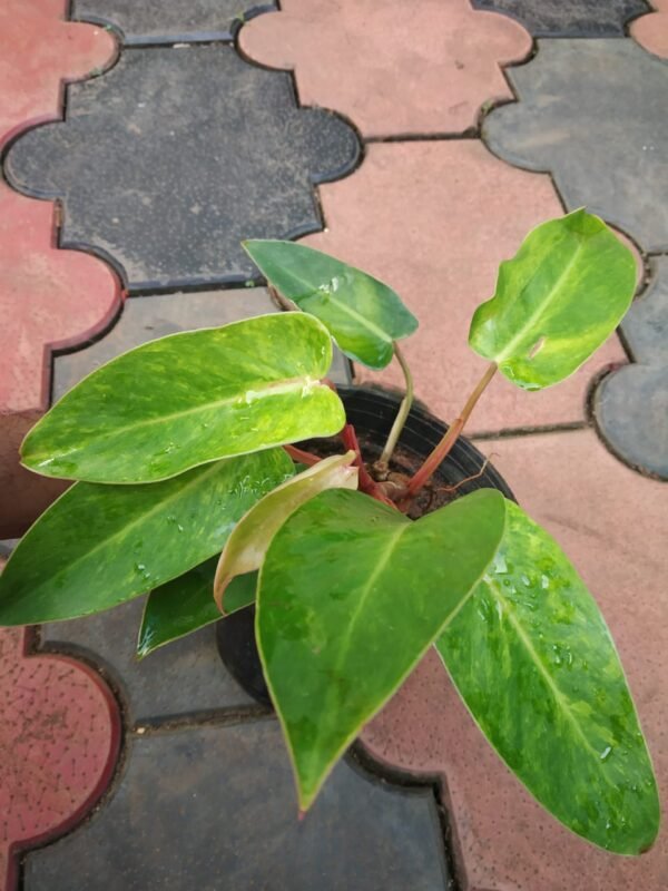 Philadendron Painted Lady - Image 2