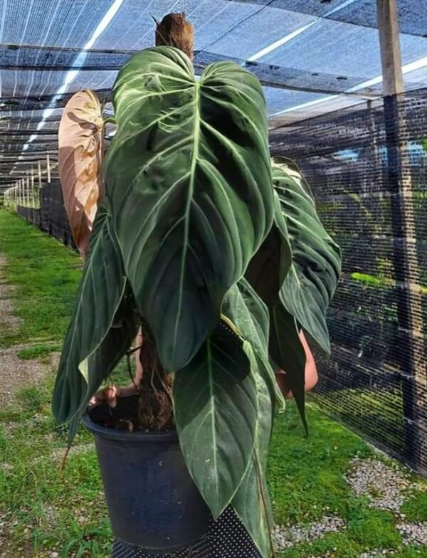 Philodendron Gigas
