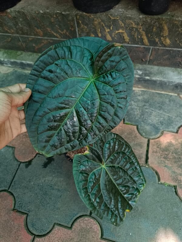 Anthurium David Portilla Dreams Dark Form - Image 3