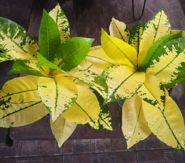 Yellow Iceton