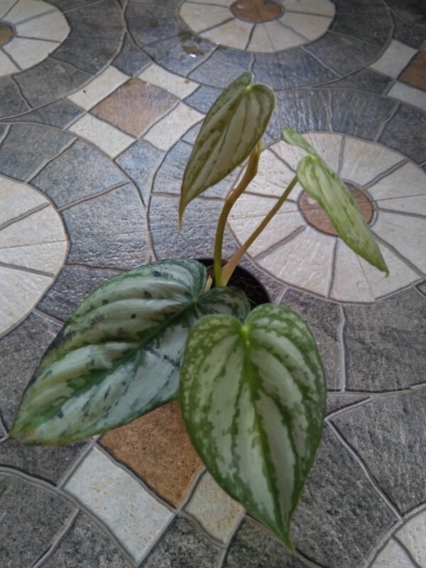 Philodendron Brandtianum - Image 2