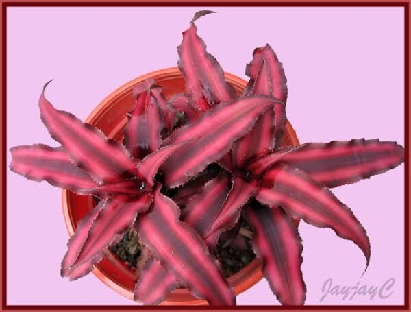 Cryptanthus Red Star