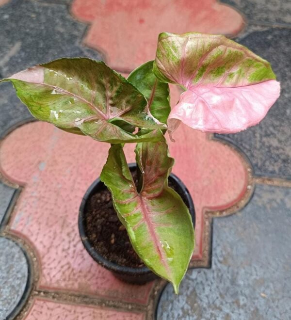 Singonium Strawberry Ice - Image 2