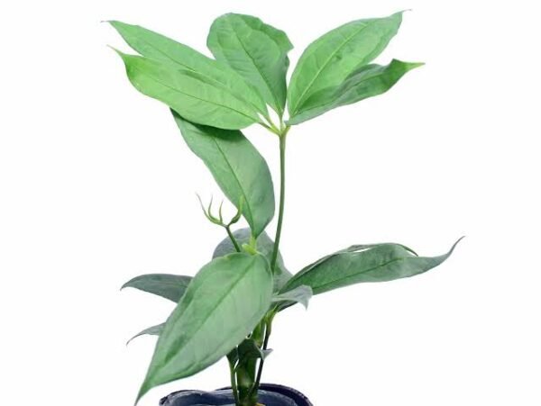 Anthurium Kunthii