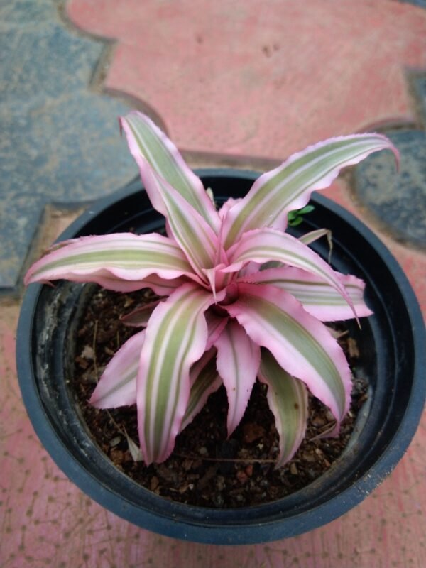 Cryptanthus Pink Starlite - Image 2