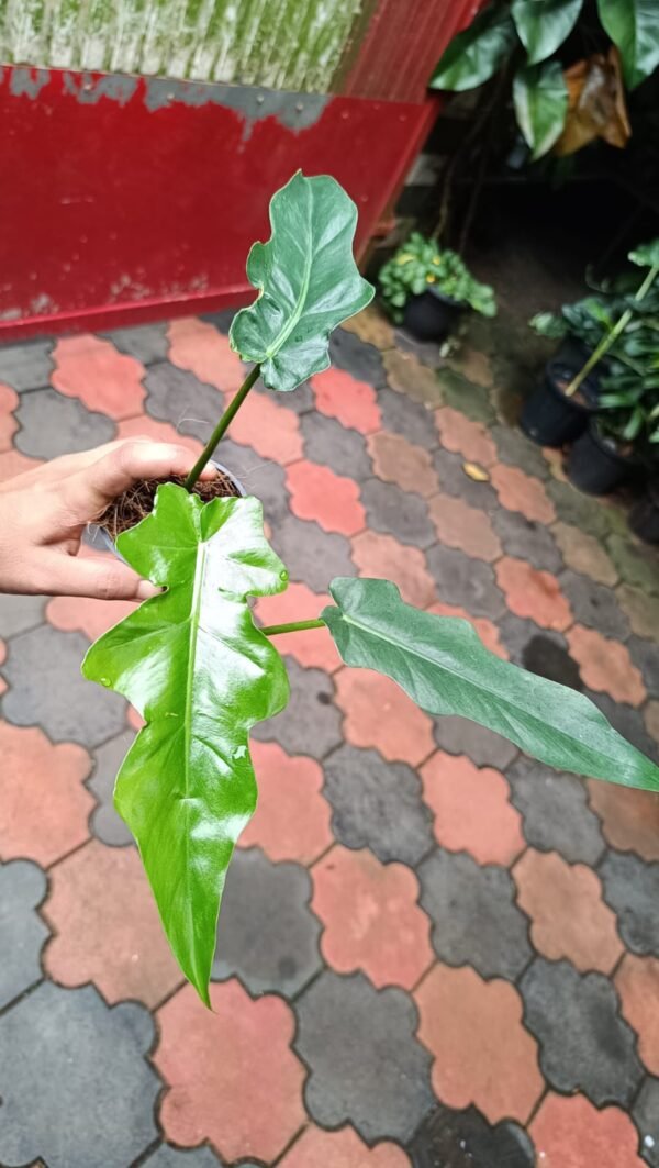 PHILODENDRON BOBCEE - Image 2