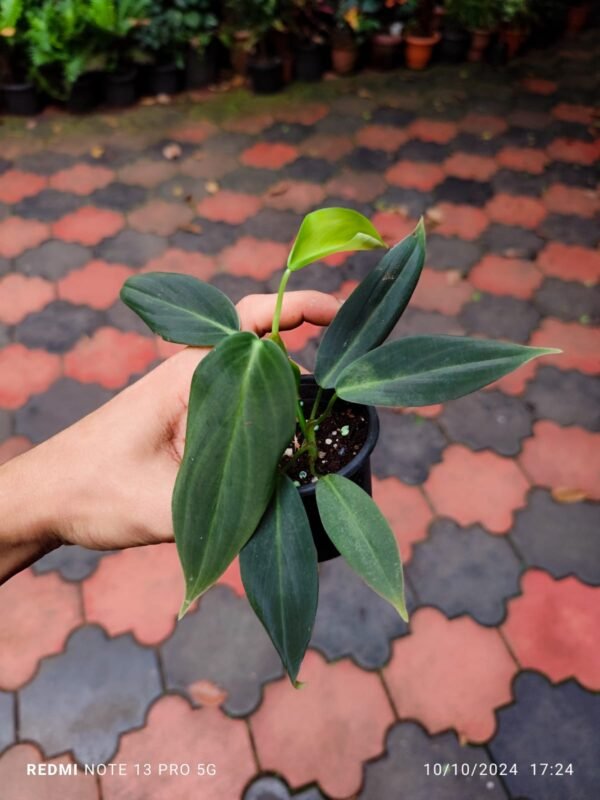 Philodendron Gigas - Image 2
