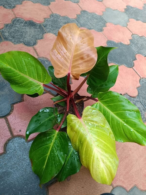 Philodendron McColley's Finale - Image 2