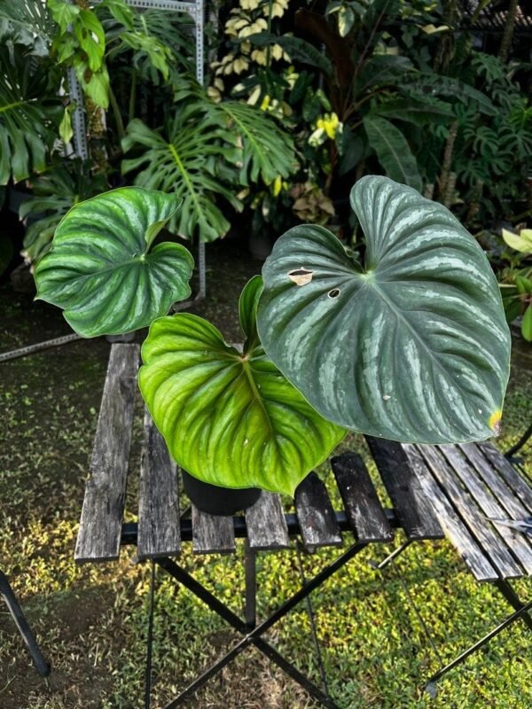 Philodendron Plowmani