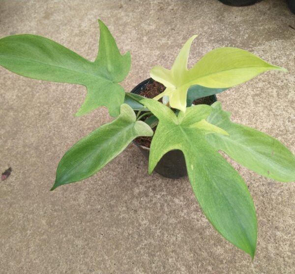 Philodendron Florida Ghost Mint - Image 2
