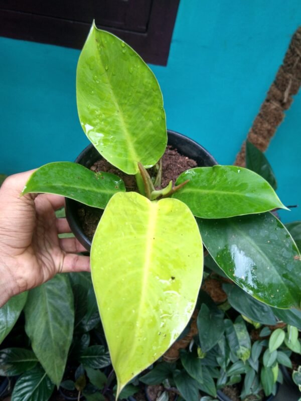 Moonshine Philadendron - Image 2