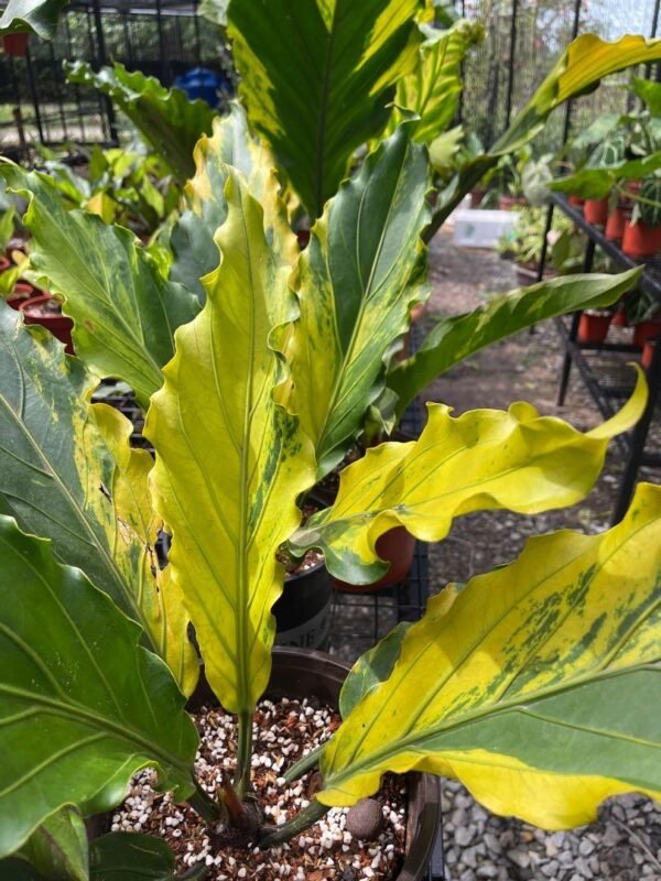 Anthurithum Wave of Love Aurea Variegated
