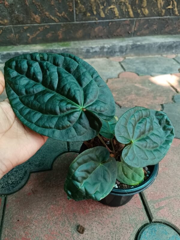 Anthurium Raven Soul - Image 3