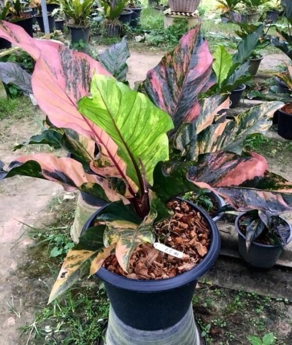 HOOKERI TRICOLOR