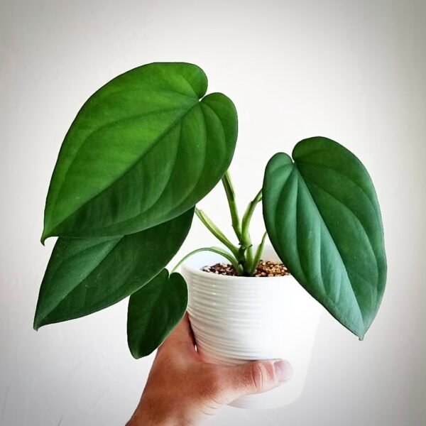 Singonium Chiapense Big