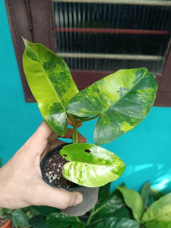 Philodendron Burlmax Variegated - Image 2